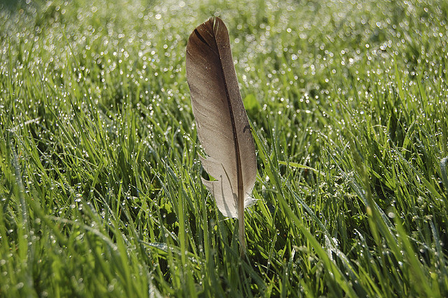 149980480_88089edbc4_z