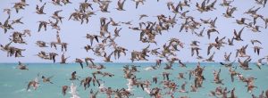 Image - Waders_in_flight_Roebuck_Bay[1] copy 2