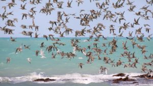 Image - Waders_in_flight_Roebuck_Bay
