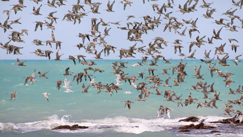 Image - Waders_in_flight_Roebuck_Bay
