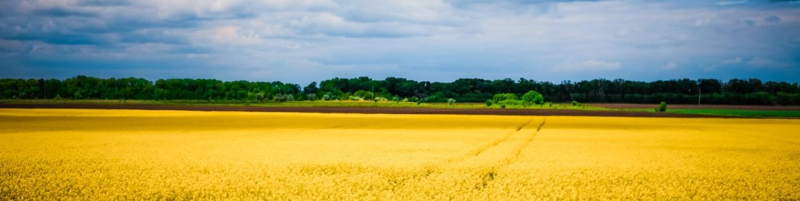 olga-subach-BRHVnm1SPWA-unsplash